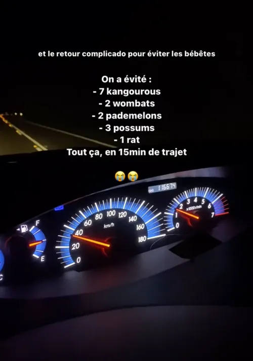 tous les animaux croisés en australie de nuit : kangourou, wombat, pademelon, possum, rat. tableau de bord de la voiture affichant 30km/h.