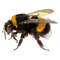 logo abeille mailme adresse postale australie de my little france