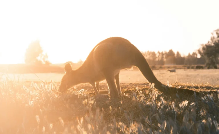 My Little France : Mon point de repère PVT Australie