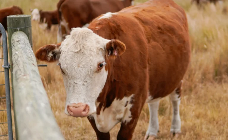 Job en Australie : Quel travail en PVT ?