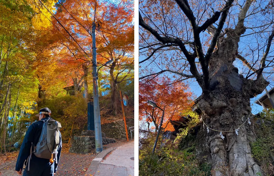 couleurs automnales sur le mont mitake, ainsi que zelkova (Zelkova serrata) sur l’approche du sanctuaire Musashi-Mitake est estimé âgé d’environ mille ans