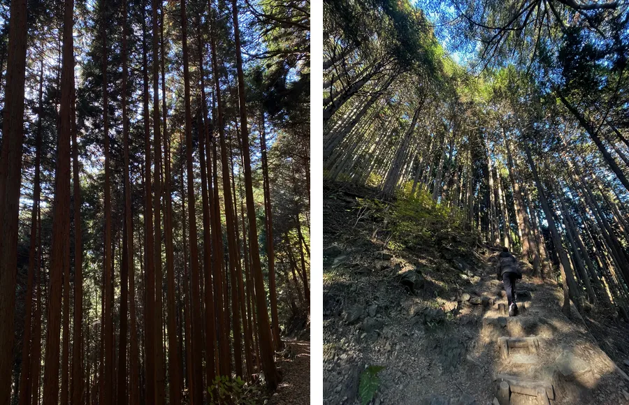 forêt dense du mont mitake, arbres immenses